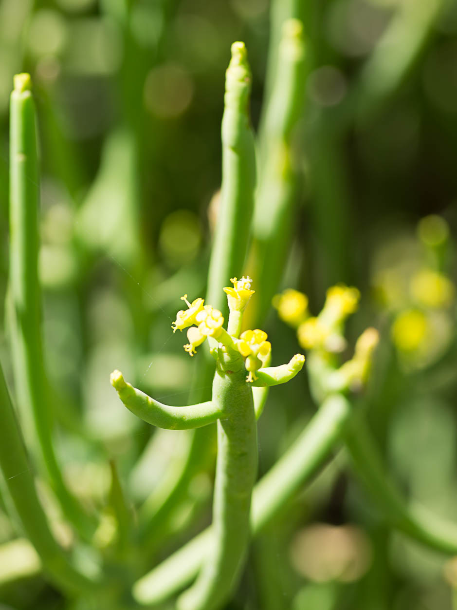 Euphorbia aphylla