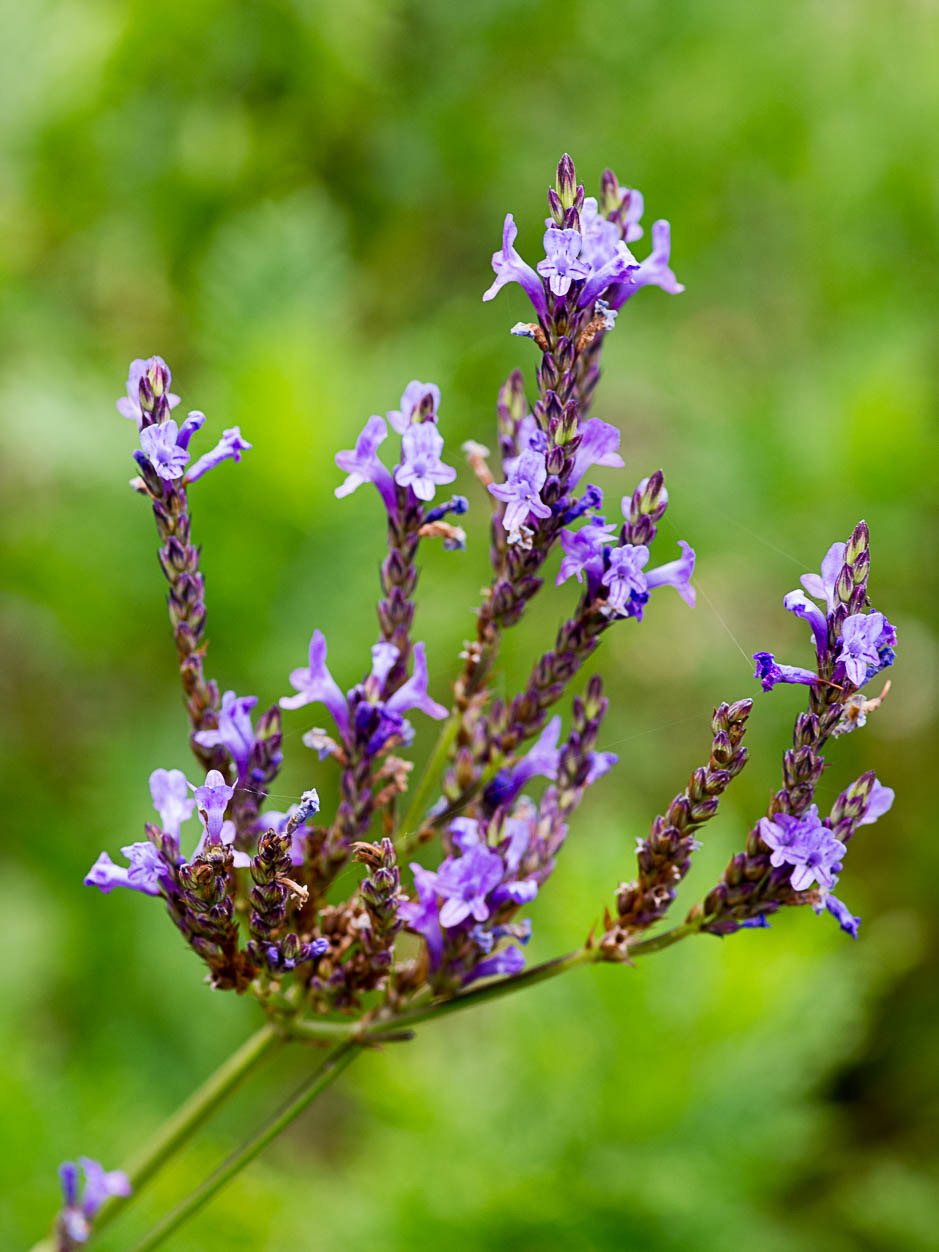 Lavandula canariensis