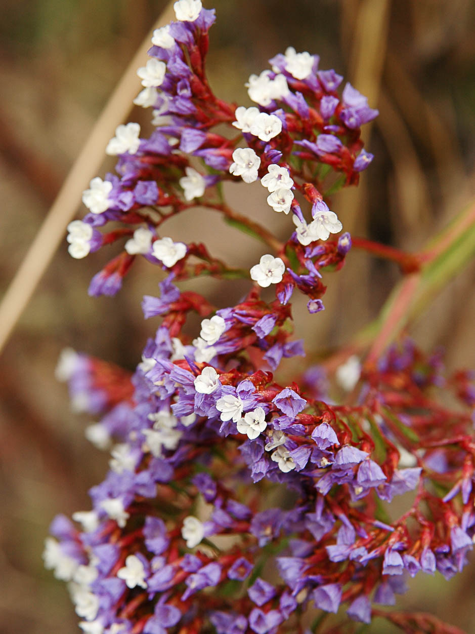 Limonium arborescens