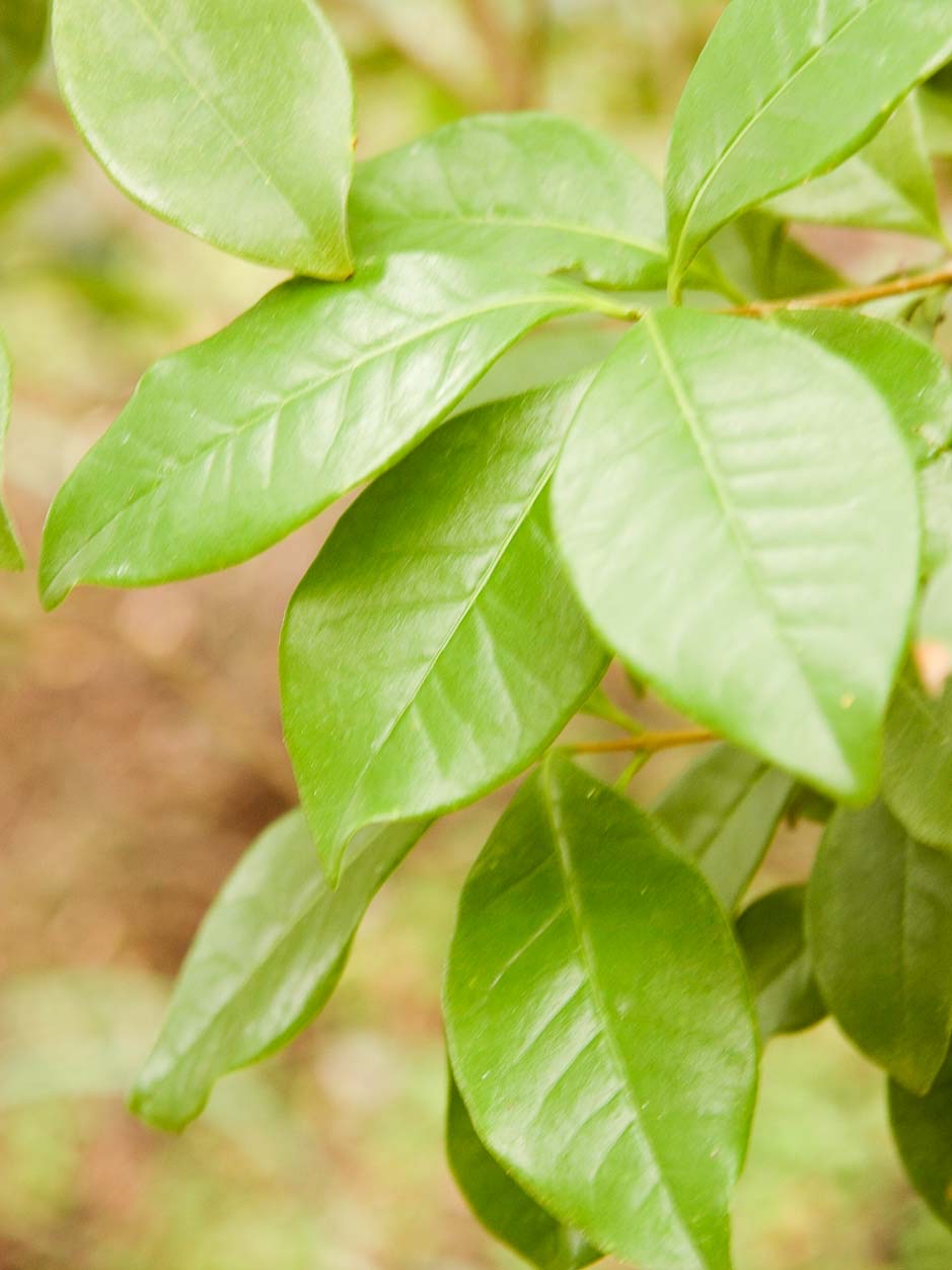 Picconia excelsa