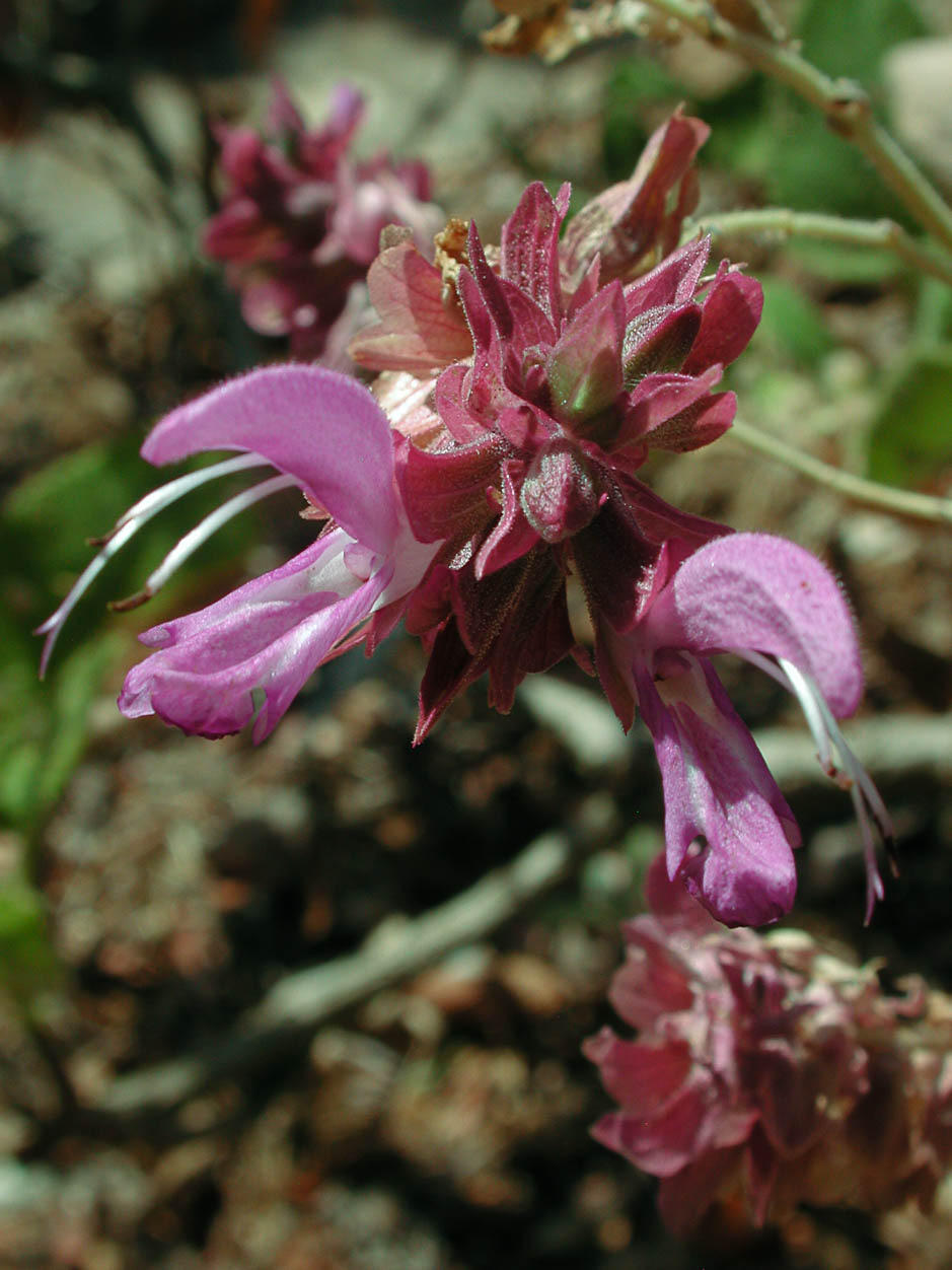 Salvia canariensis
