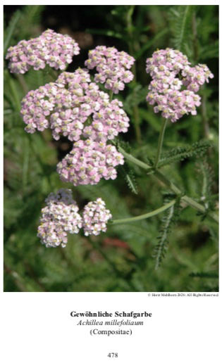 Achillea millefolium