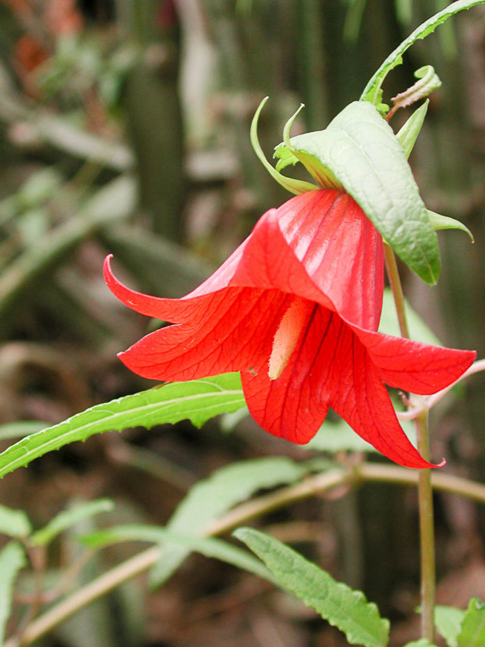 Canarina canariensis