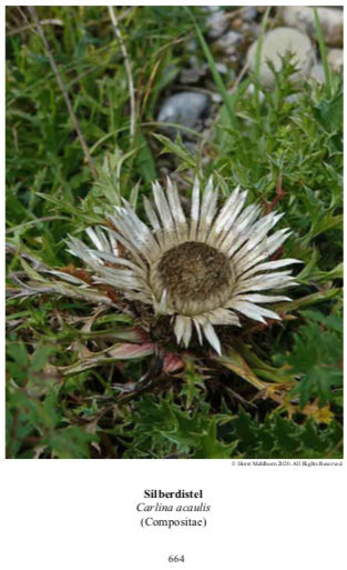 Carlina acaulis
