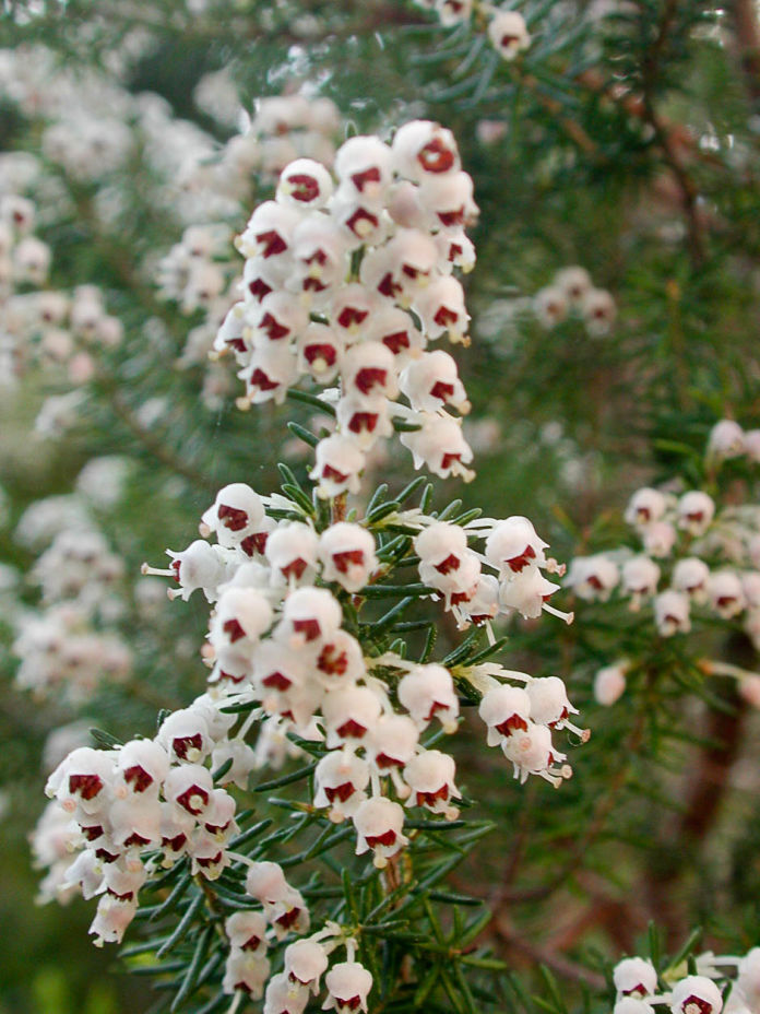 Erica arborea