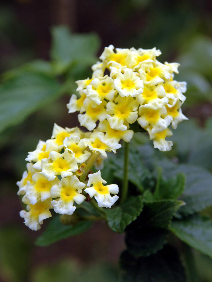 Lantana camara