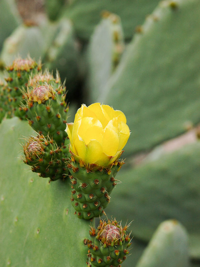 Agave americana