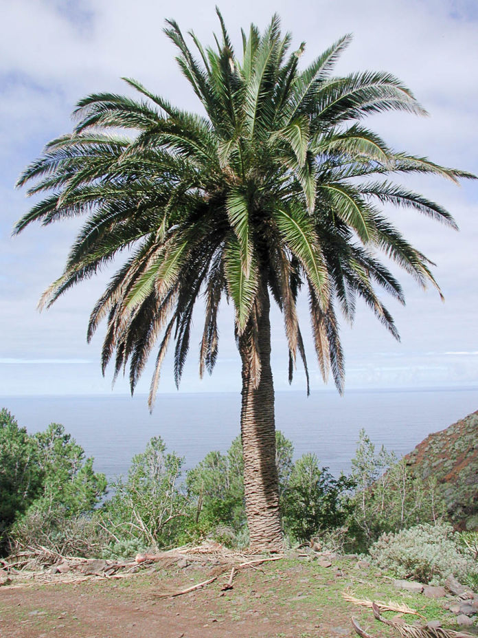 Dracaena-draco