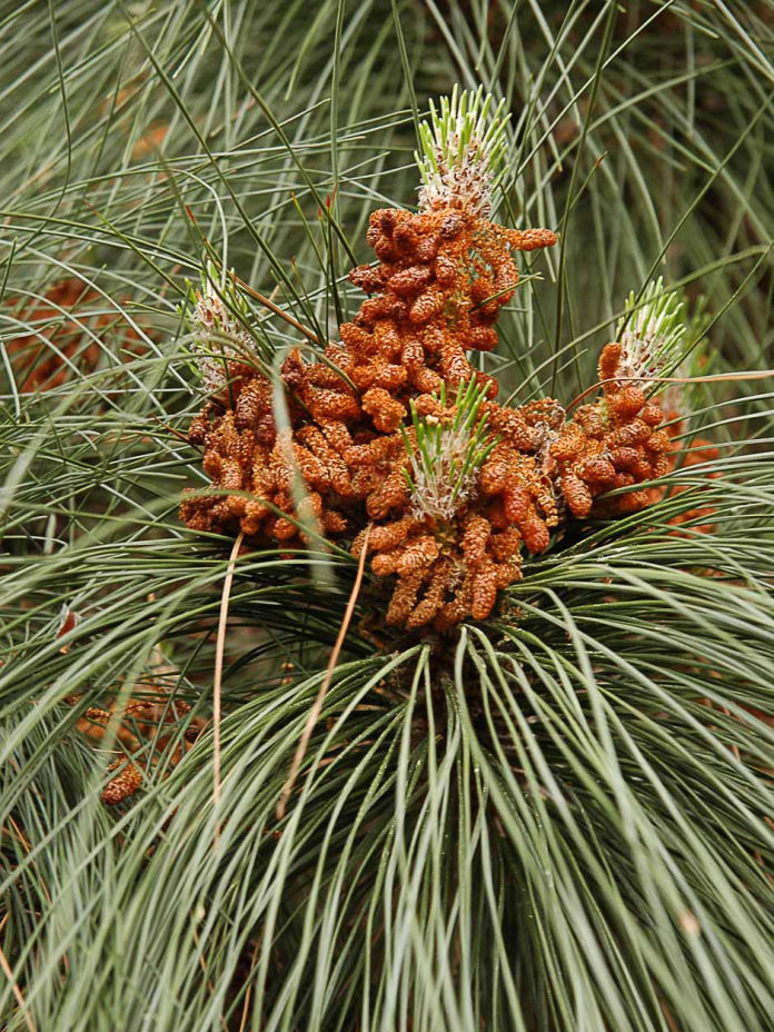 Pinus canariensis